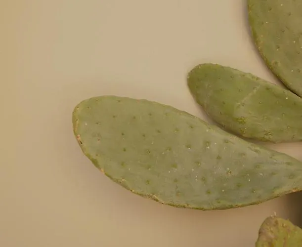 Hotel Impero & Nauplie